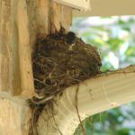 Baby Robins Crying, "Feed Me!"