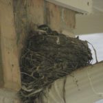 Baby Robins Are Growing