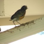 Baby Robin Stepping Out of the Nest for Its First Flight