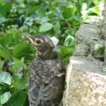 Temporary Grounding of Robin's First Flight in Rebecca's Yard