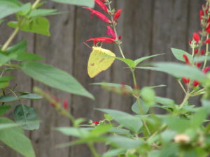 Butterfly - Are You a Late Bloomer in Life?