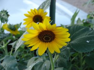 Four Ways to Find Joy in Your Journey