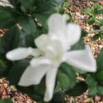 Springtime-in-Winter Gardenia