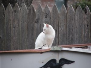 https://www.rebeccabarlowjordan.can-angels-have-four-legs - answer to prayer - Cat sitting on tool shed