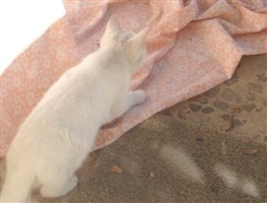 https://www.rebeccabarlowjordan.com/can-angels-have-four-legs - answer to prayer - Cat playing with sheets