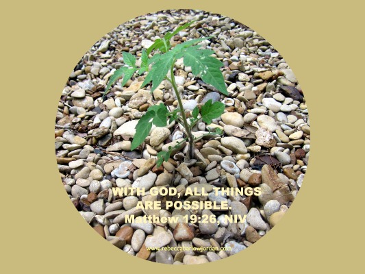possibilities - tomato plant growing in rocks