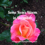 Some Roses Bloom in December