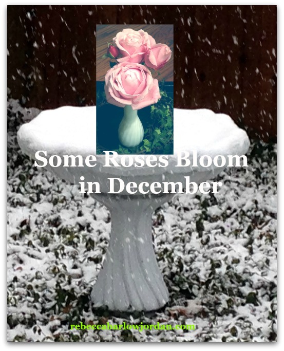 Some Roses Bloom in December Rebecca Barlow Jordan